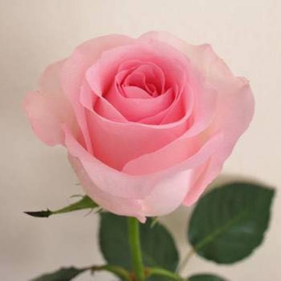 Meet your Posher, Jarllem - Picture 1 of 1